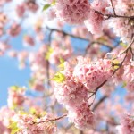 DC in Spring