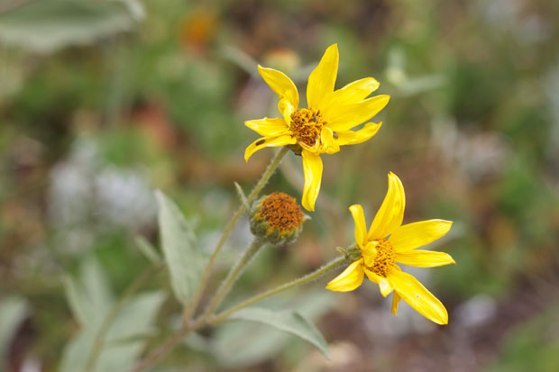 colorado9