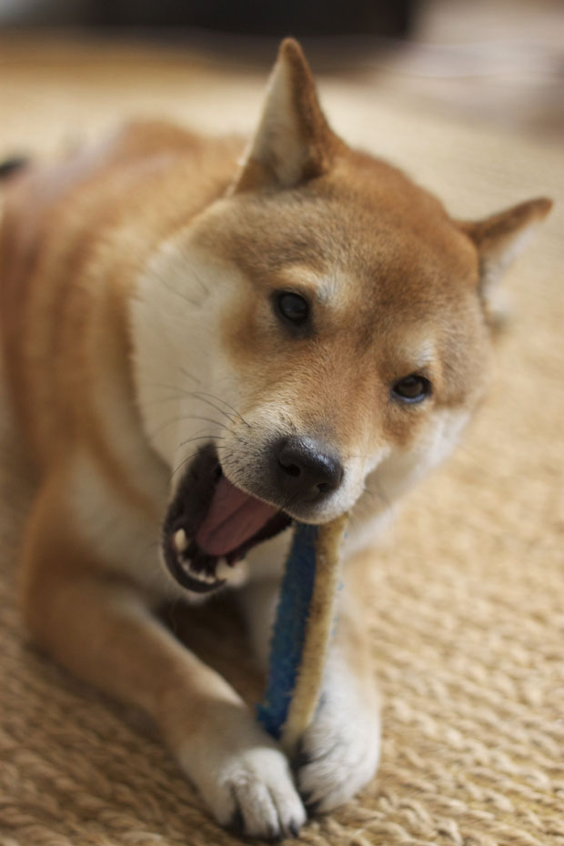 oliver, the fox, shiba inu, fox and she