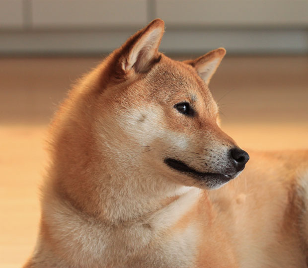 shiba inu, fox dog, oliver, shiba, blair culwell, fox and she