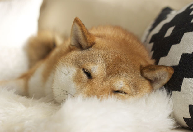 finding balance, shiba inu, oliver the fox, the fox and she, blair culwell