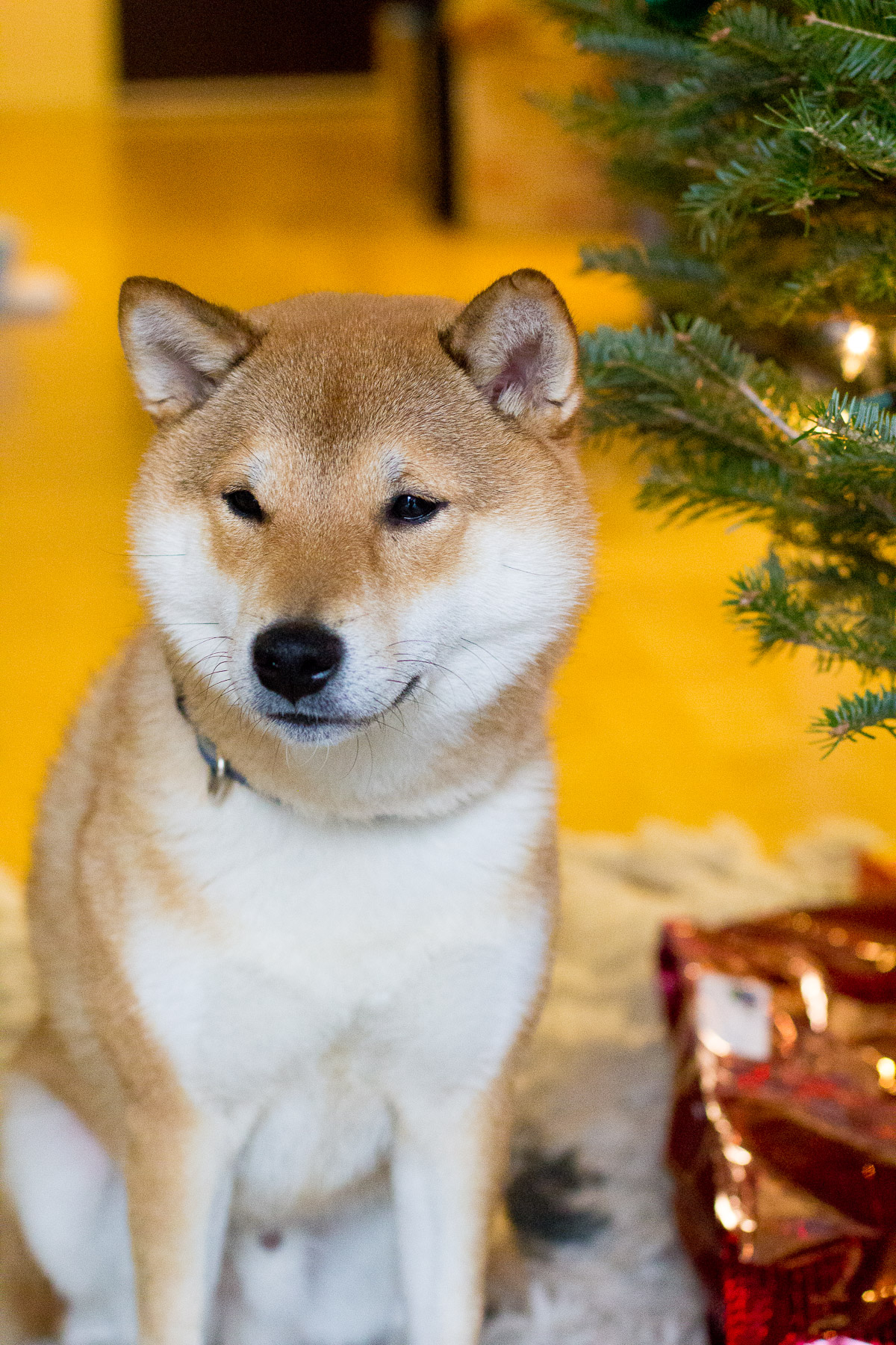 shiba inu, christmas tree, honest talk, blair culwell, the fox and she, blogging better