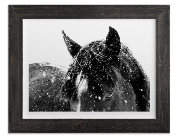 minted art print, horse photograph, contemplate, artwork, blair culwell, the fox and she