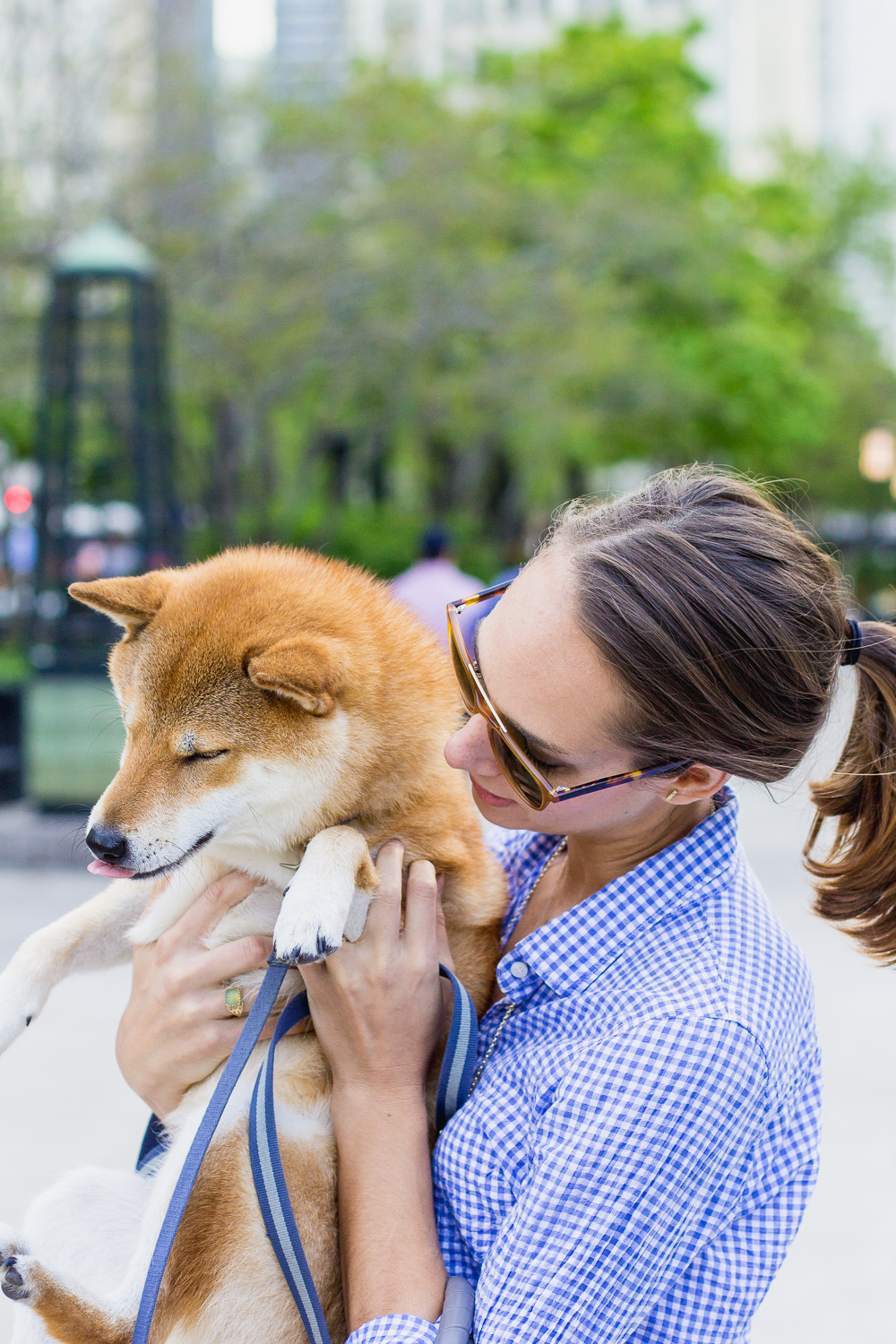 shiba inu, Oliver - @TheFoxandShe
