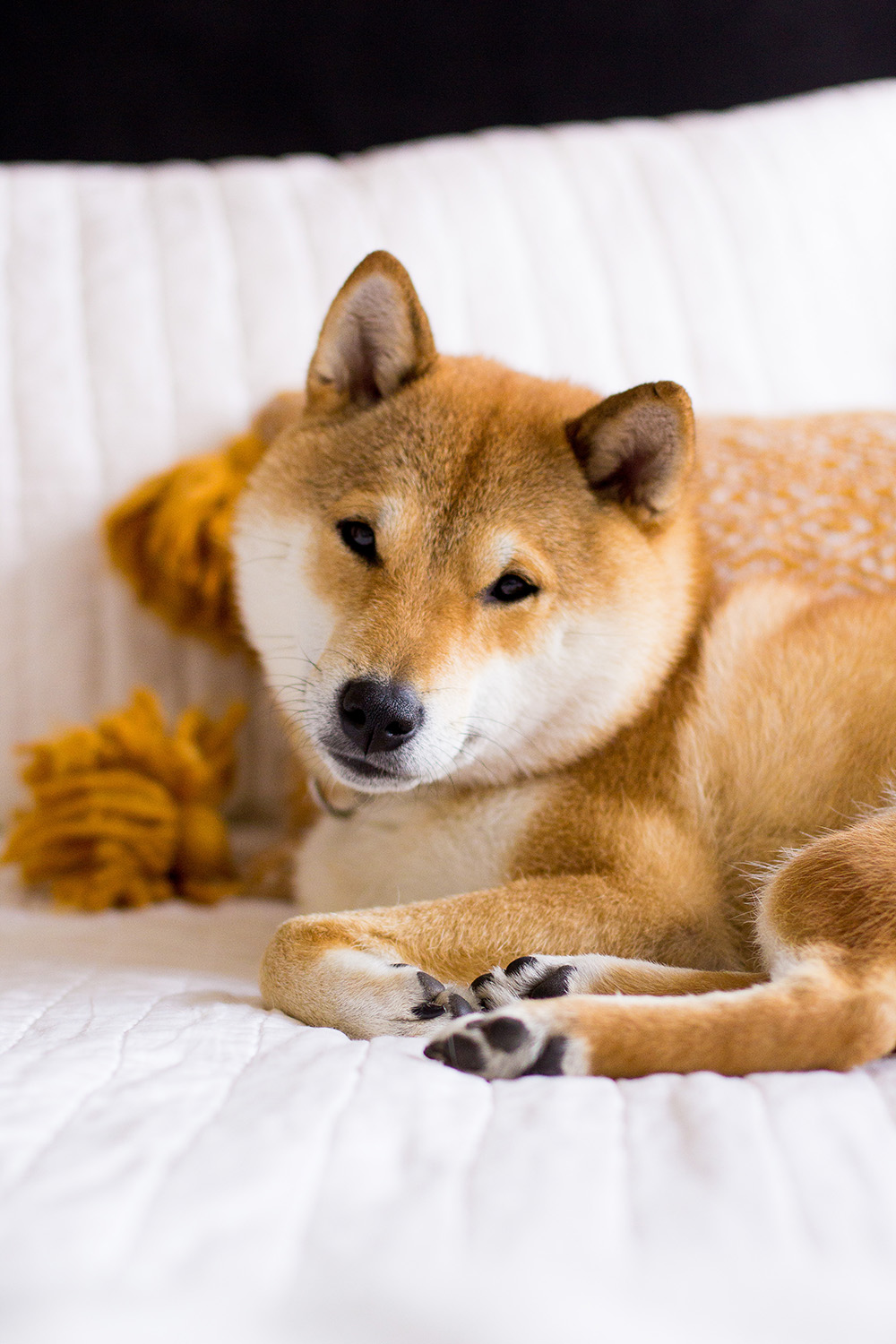 shiba inu (aka the fox) @TheFoxandShe