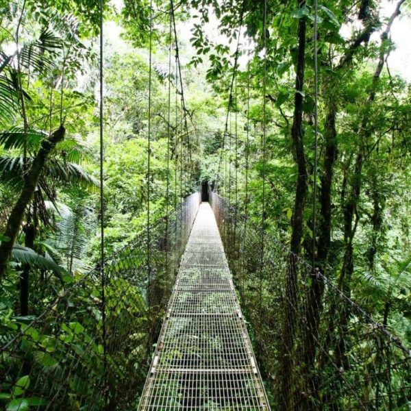 canopy rainforest walk in Costa Rica — via @TheFoxandShe