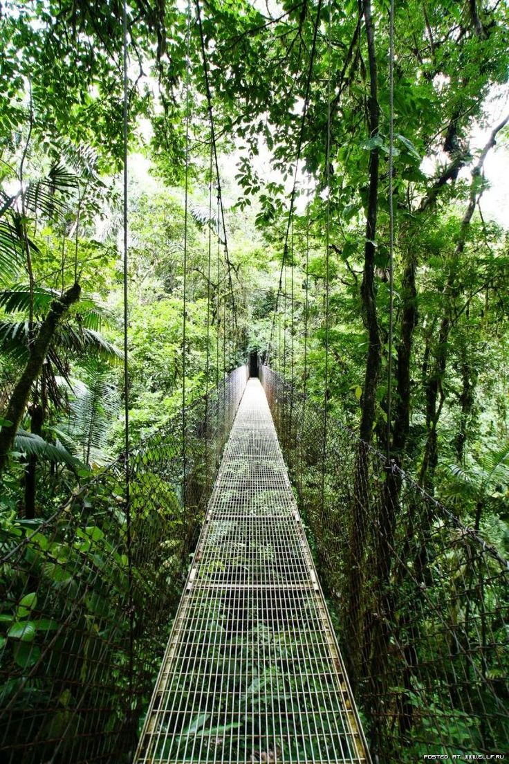 canopy rainforest walk in Costa Rica — via @TheFoxandShe