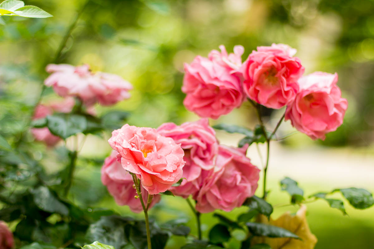 English roses — via @TheFoxandShe