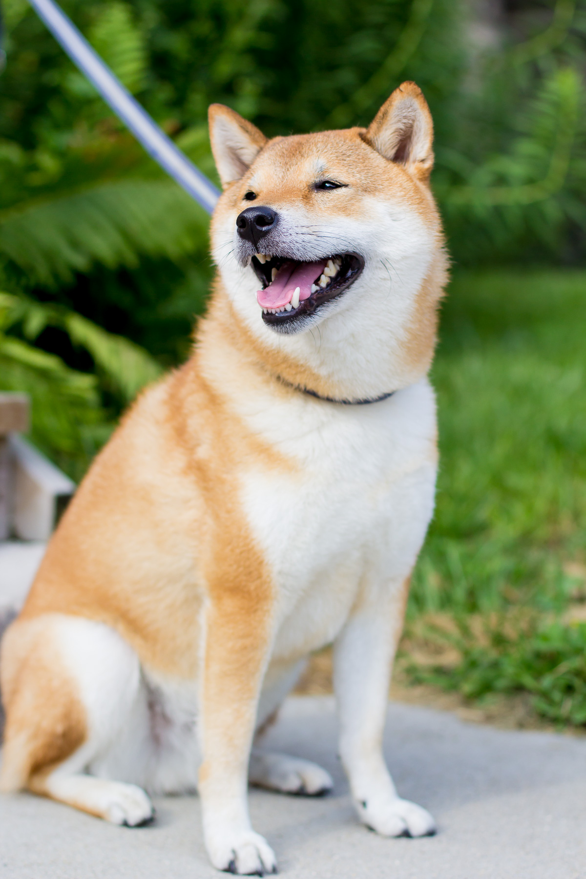 shiba inu — via @TheFoxandShe