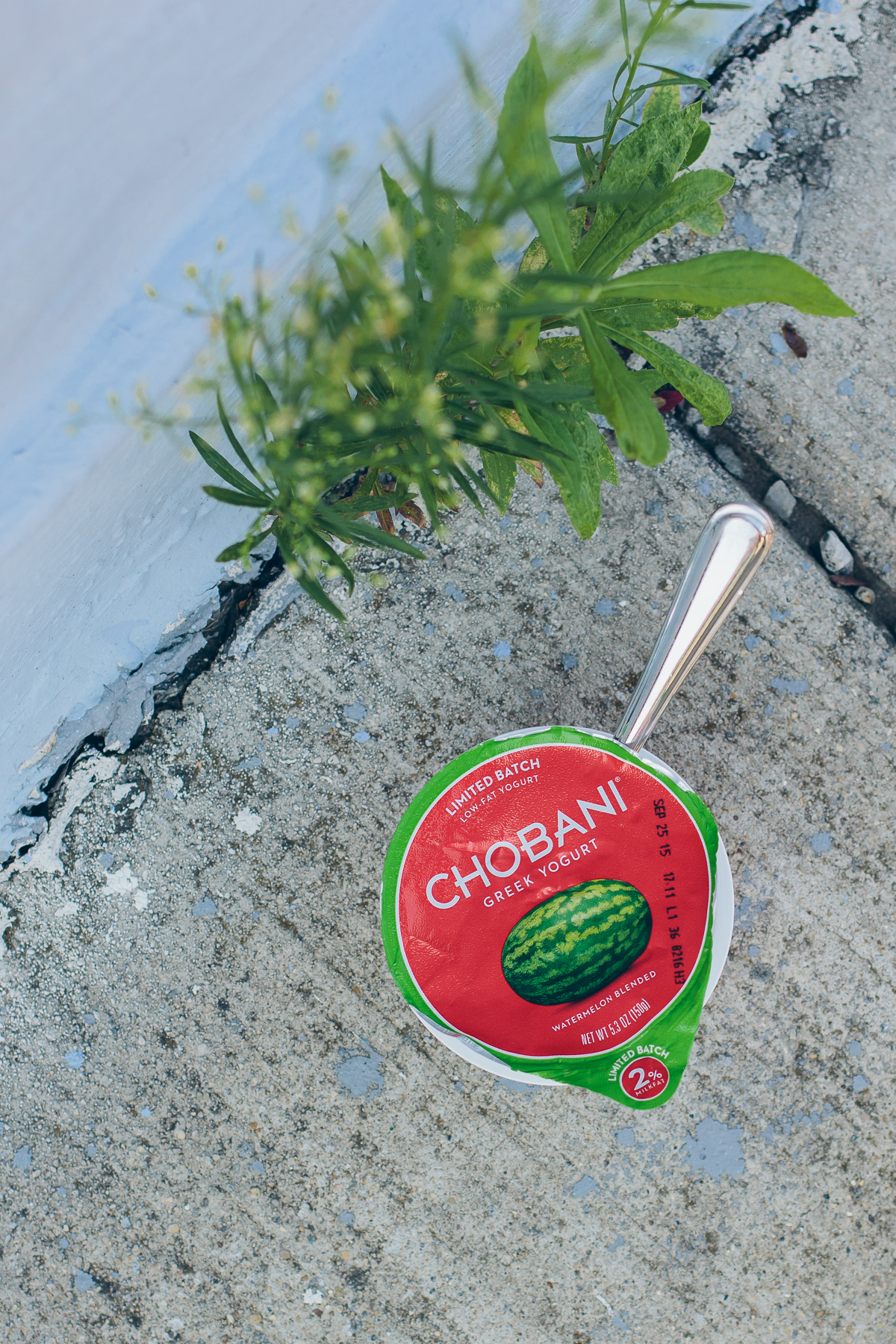 Chobani Limited Batch Greek Yogurt — via @TheFoxandShe
