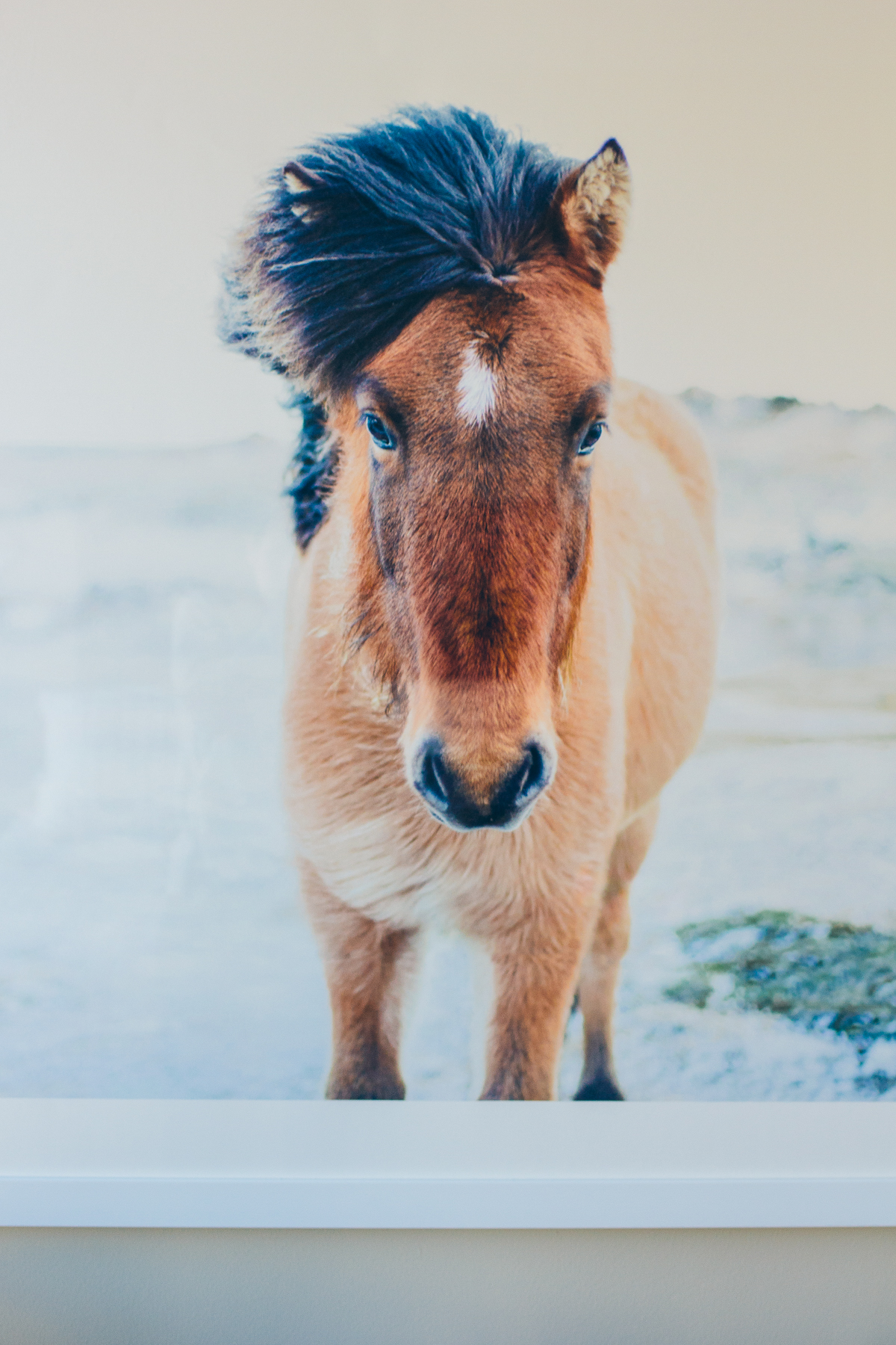 minted artwork, large art print, horse print — via @TheFoxandShe