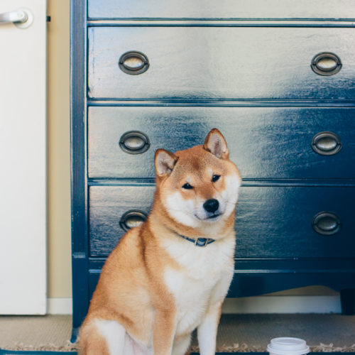 megmade dresser, shiba inu, painted desert rug — via @TheFoxandShe