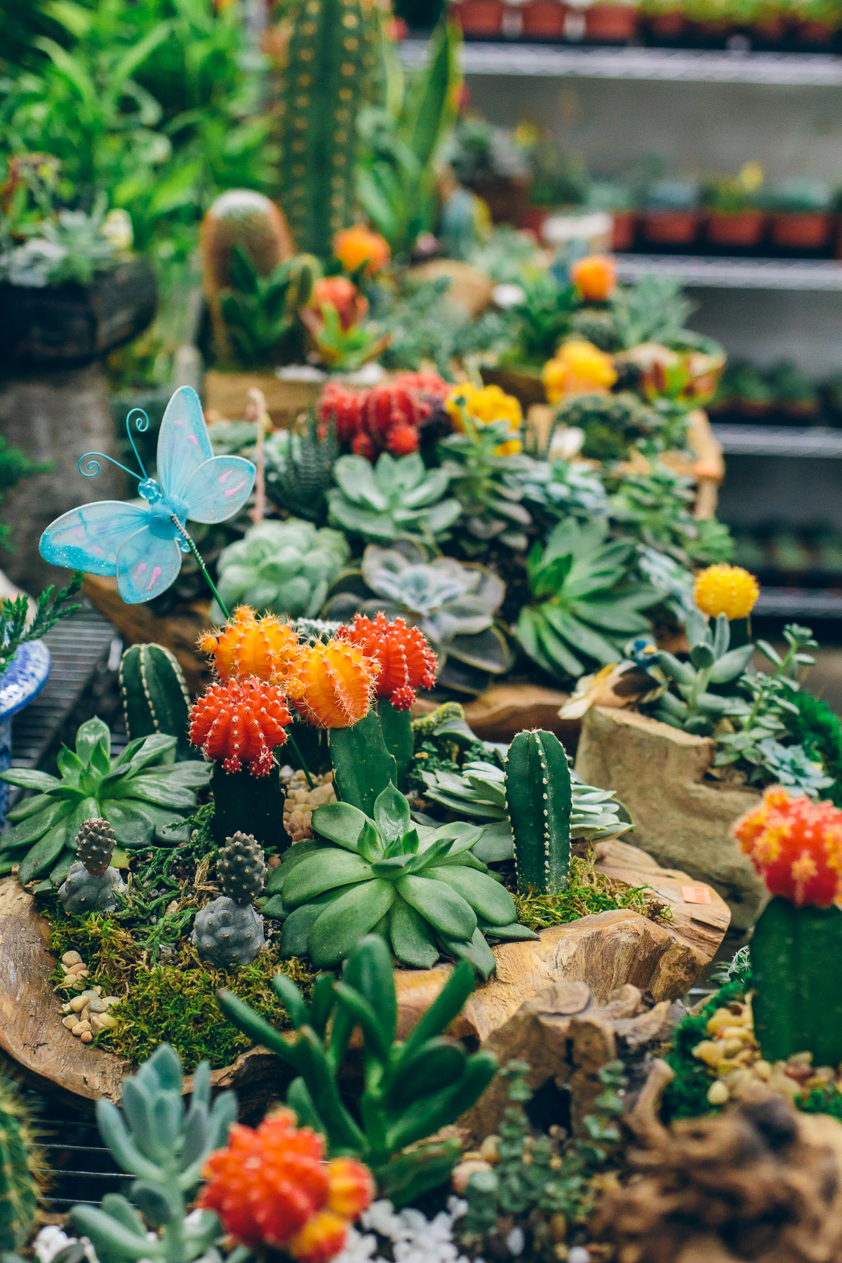 succulent garden, LA flower market, los angeles flower market — via 