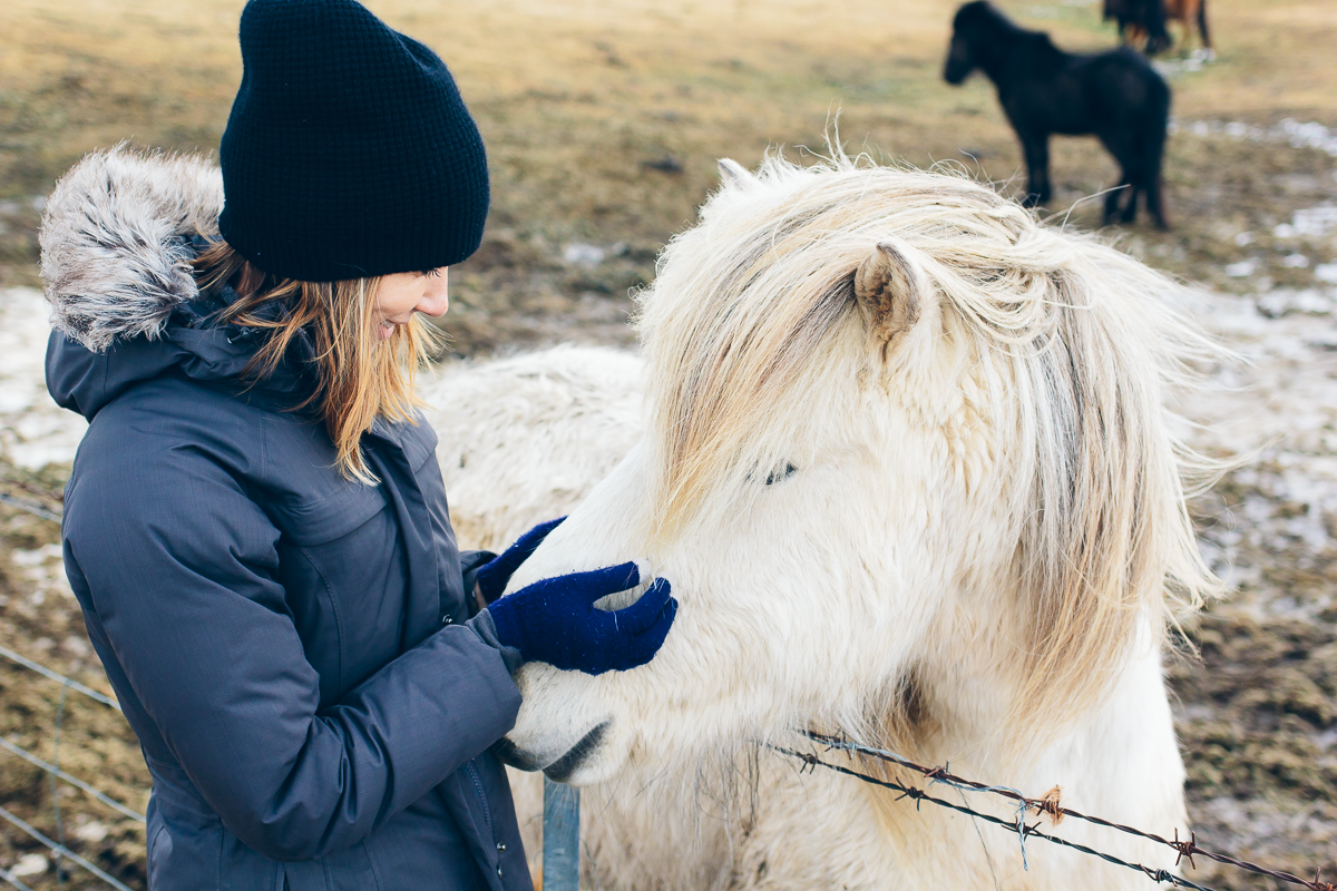 Icelandic pony, things to do in Iceland, Iceland travel guide — via @TheFoxandShe