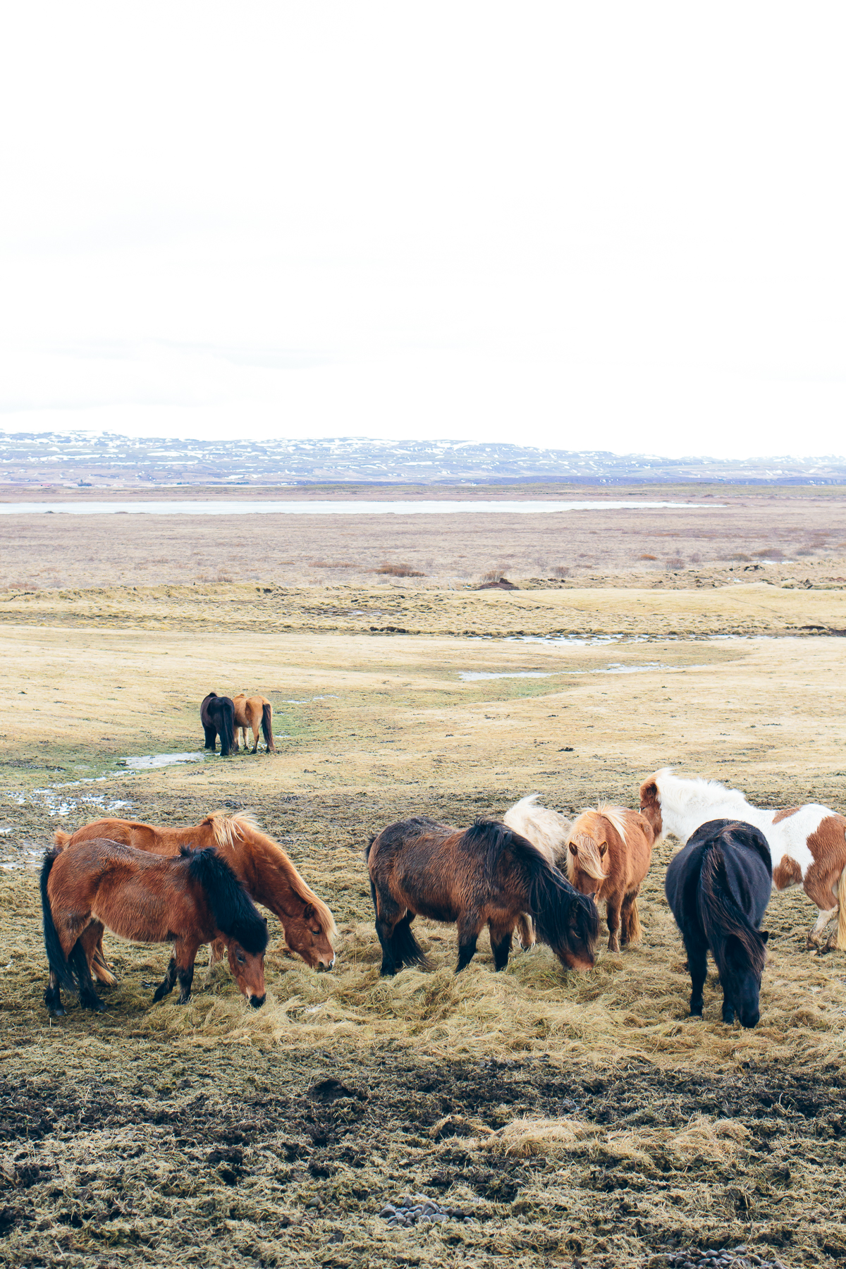 Icelandic horses, icelandic ponies, the golden circle, Iceland travel guide — via @TheFoxandShe