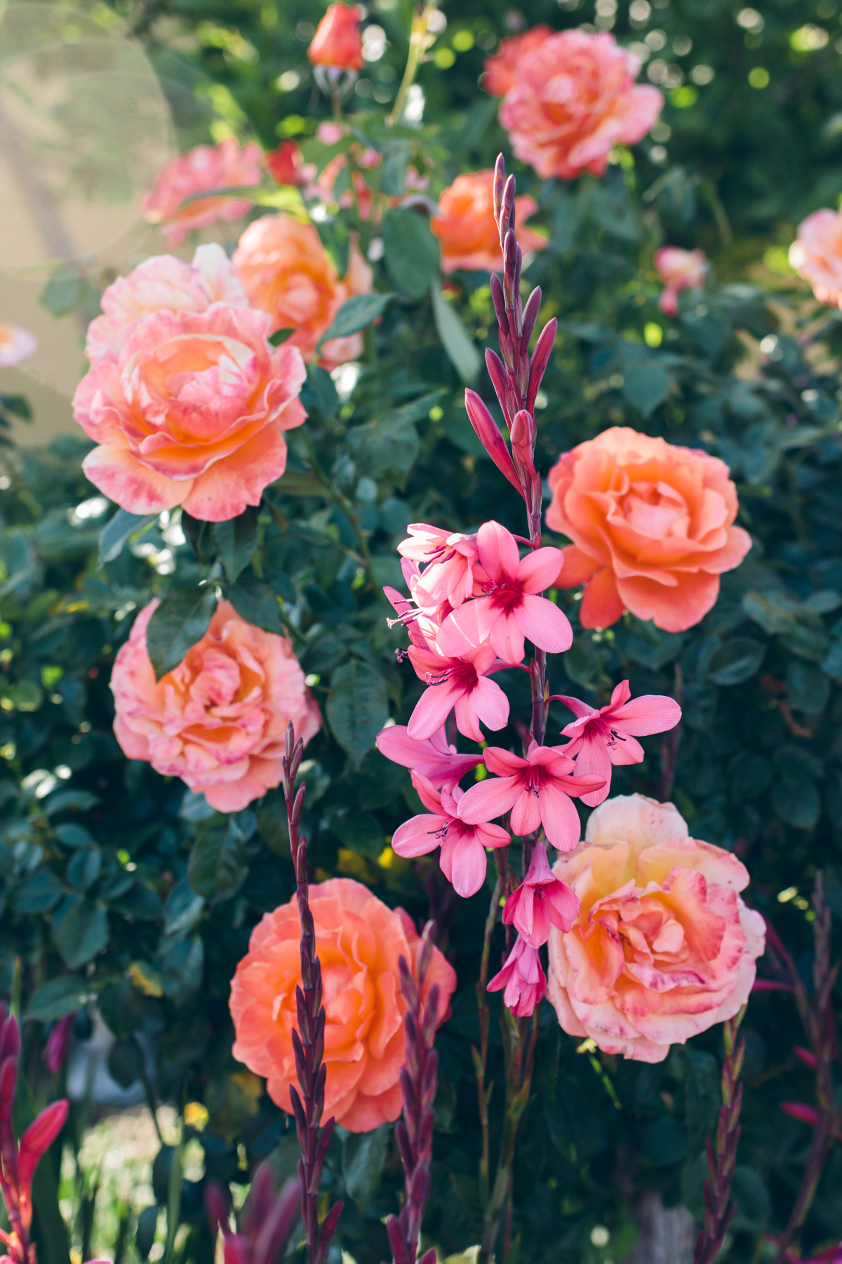 red and pink flowers — via @TheFoxandShe