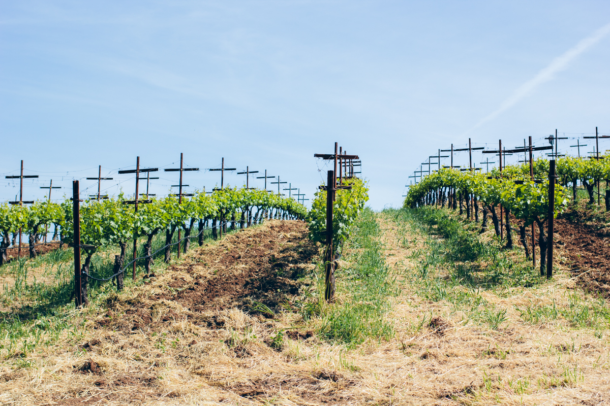 vineyards in Sonoma, Repris — via @TheFoxandShe