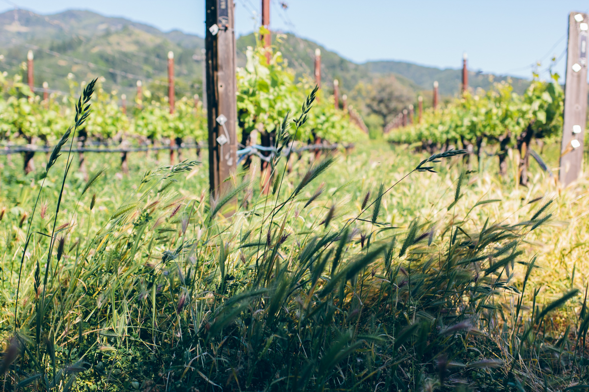 sonoma valley — via @TheFoxandShe