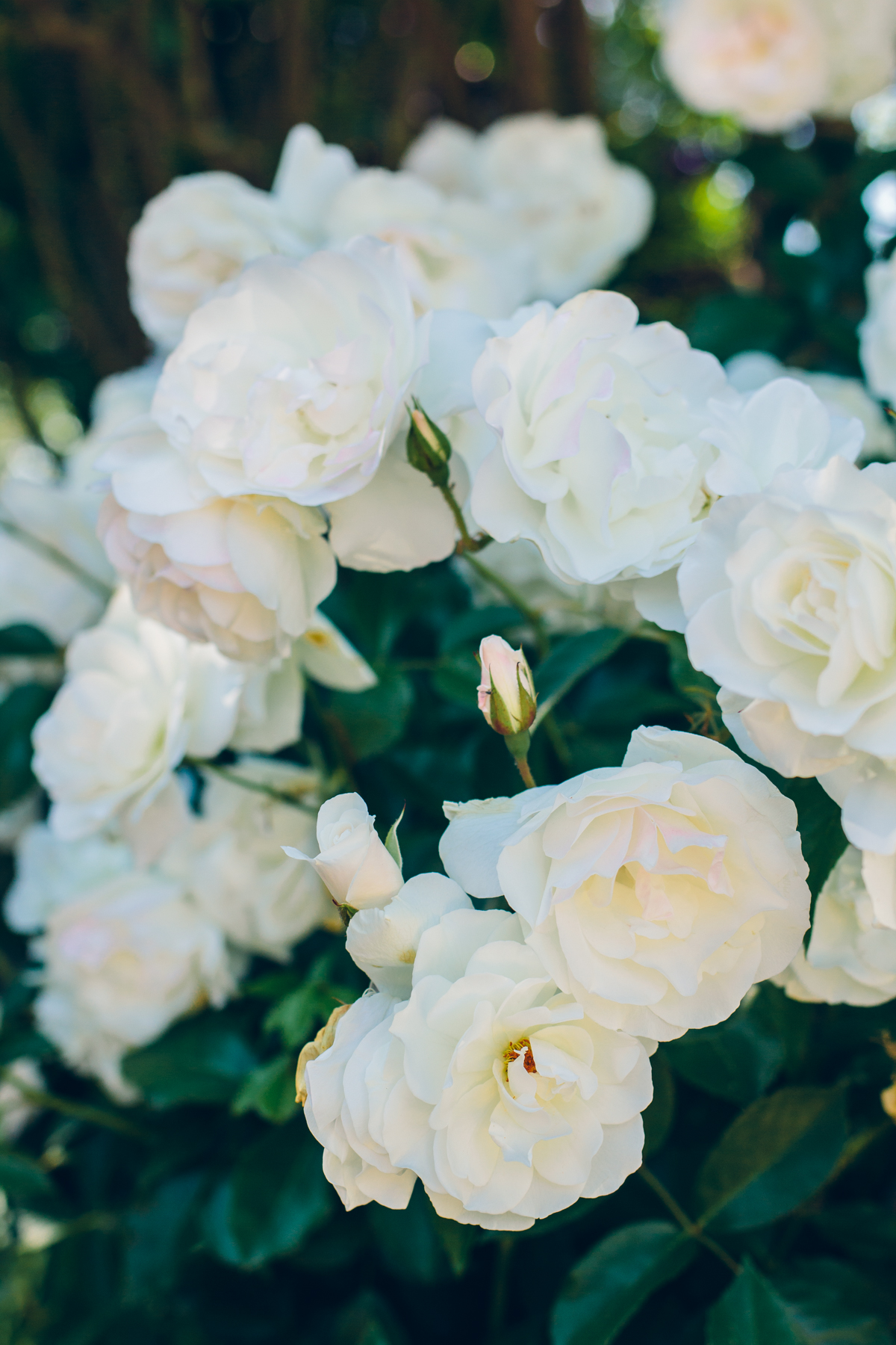 roses — via @TheFoxandShe