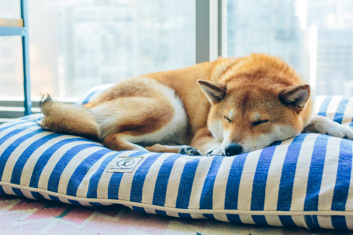 sleeping shiba inu