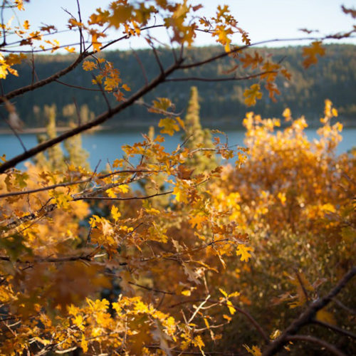 fall colors