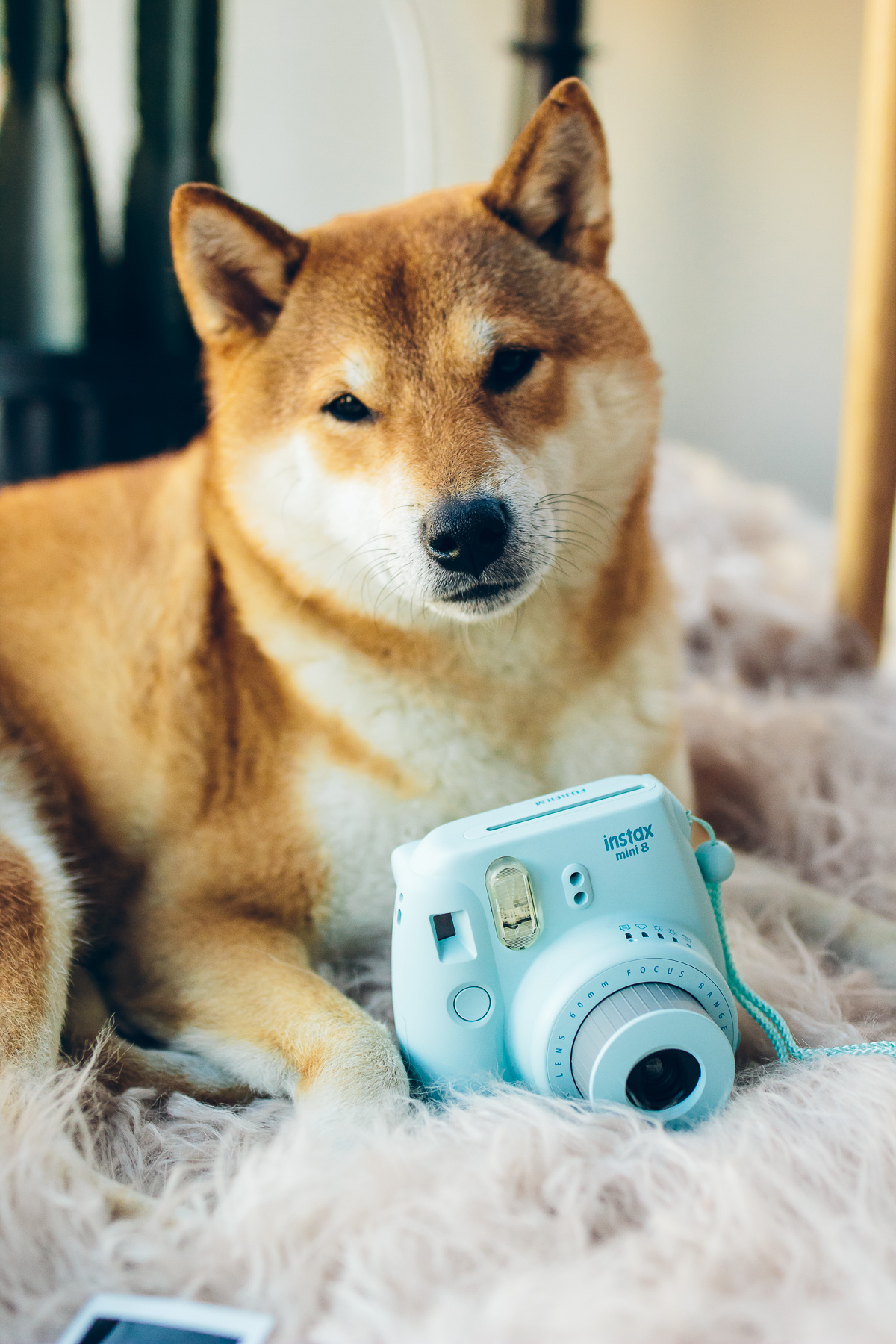 polaroid camera (and a shiba inu)