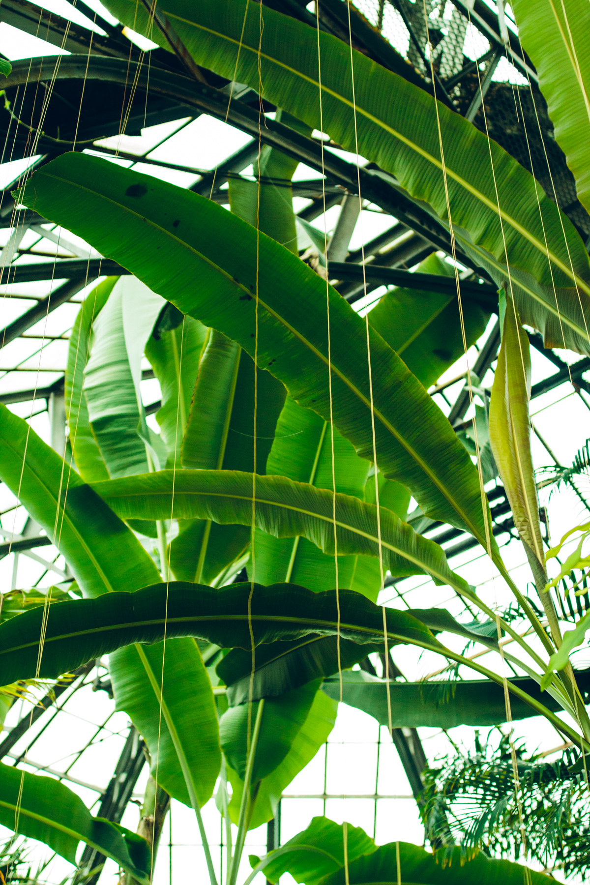 palm trees
