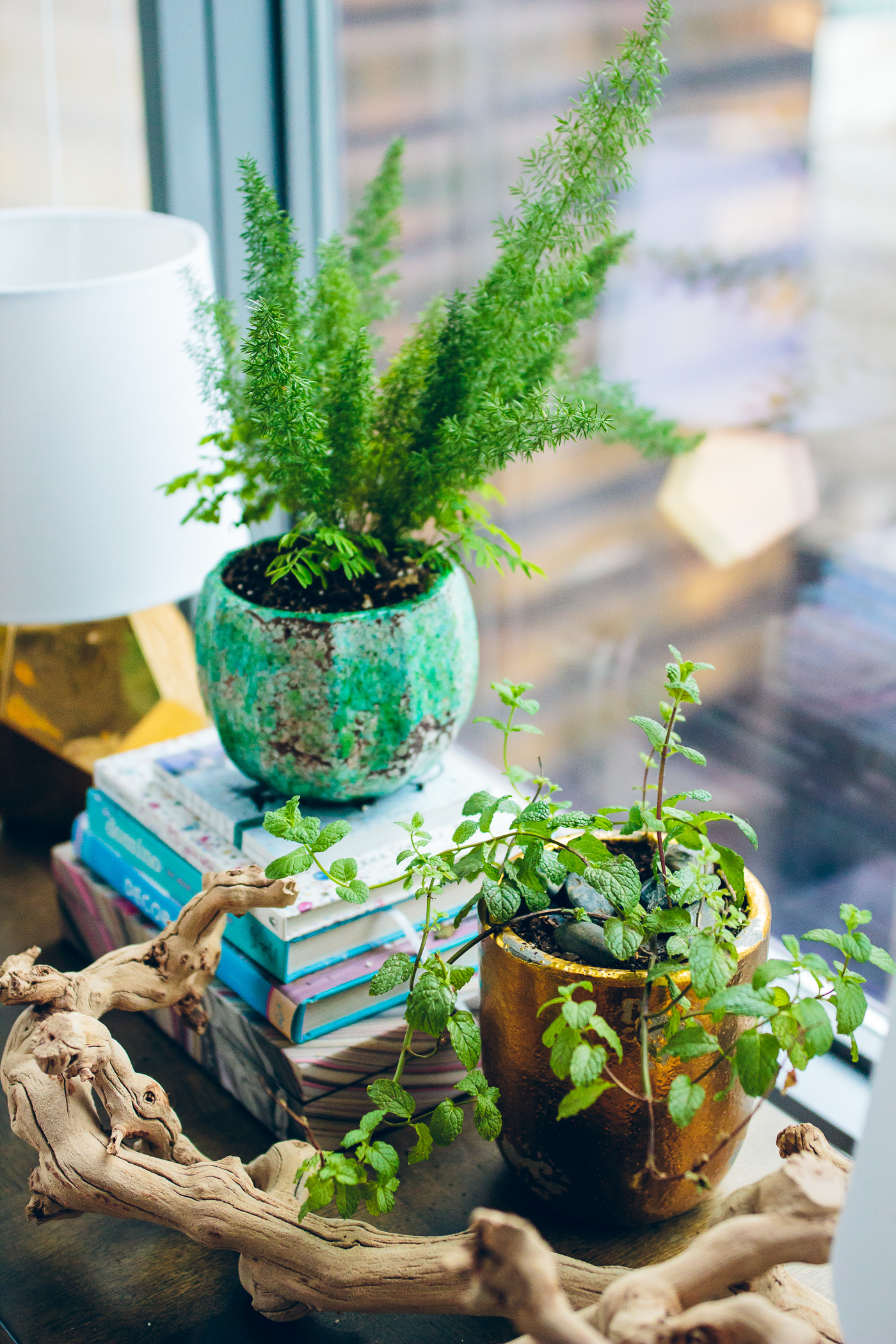 indoor plants