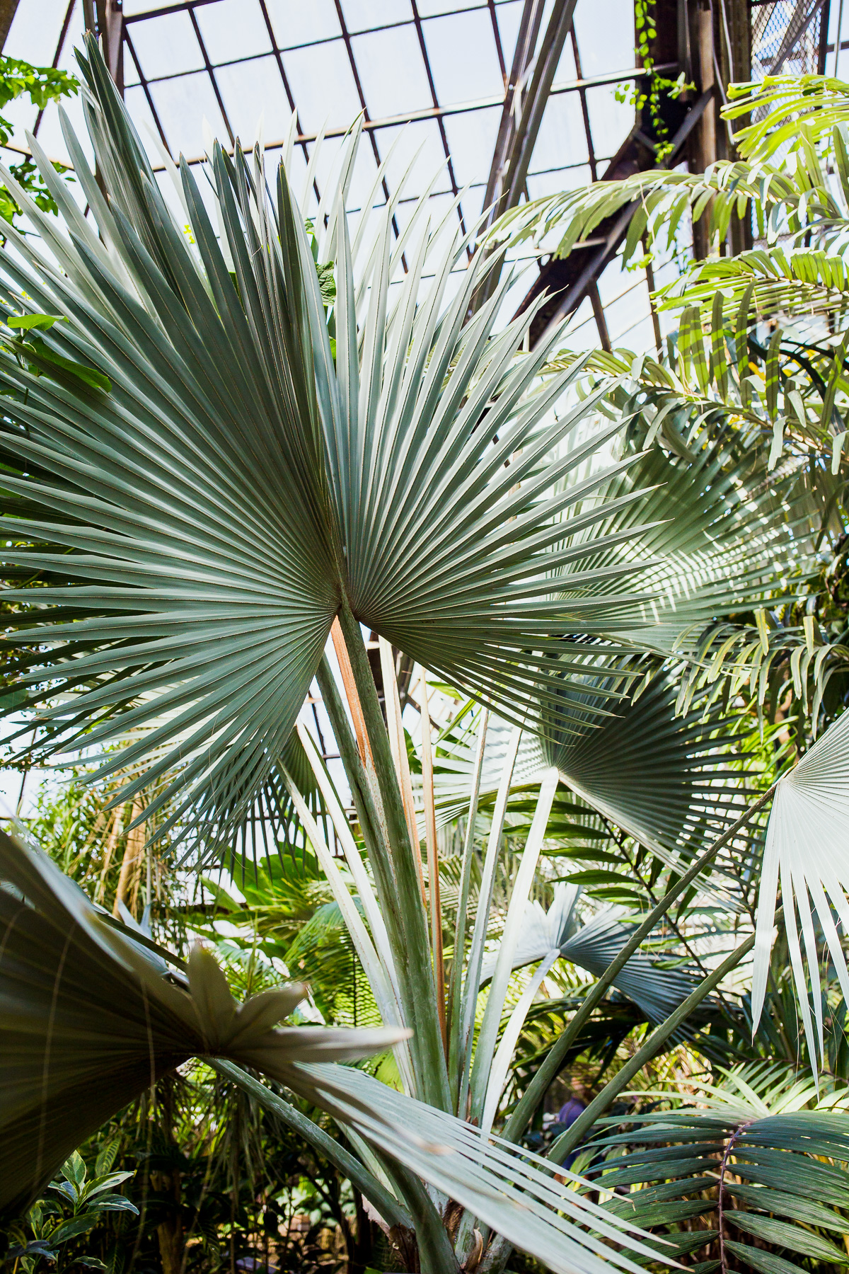 palm leaves