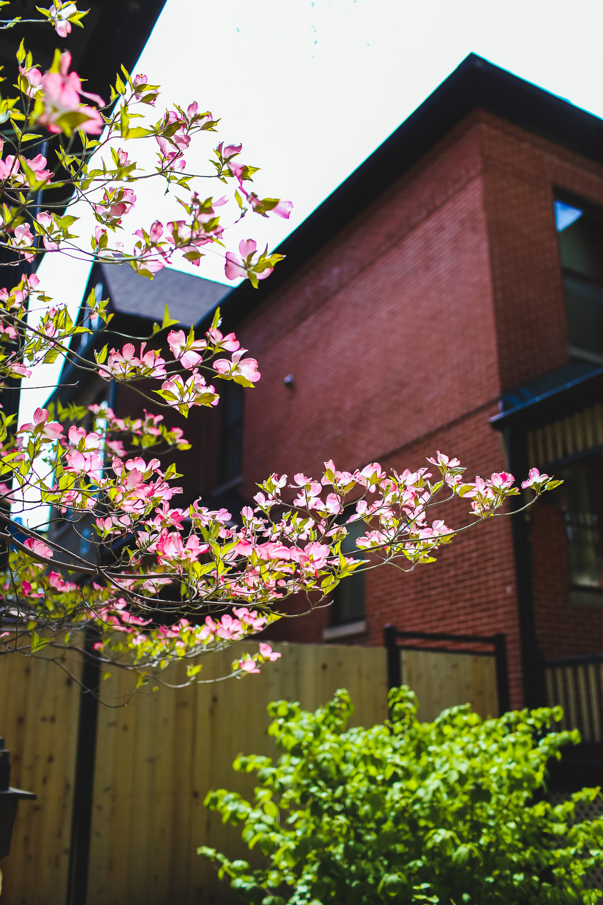 pink blossoms