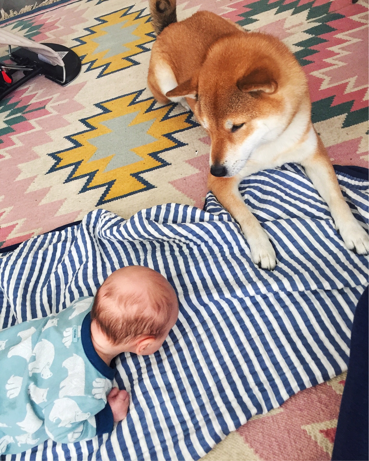 How To Introduce Dog To Baby The Fox She Modern