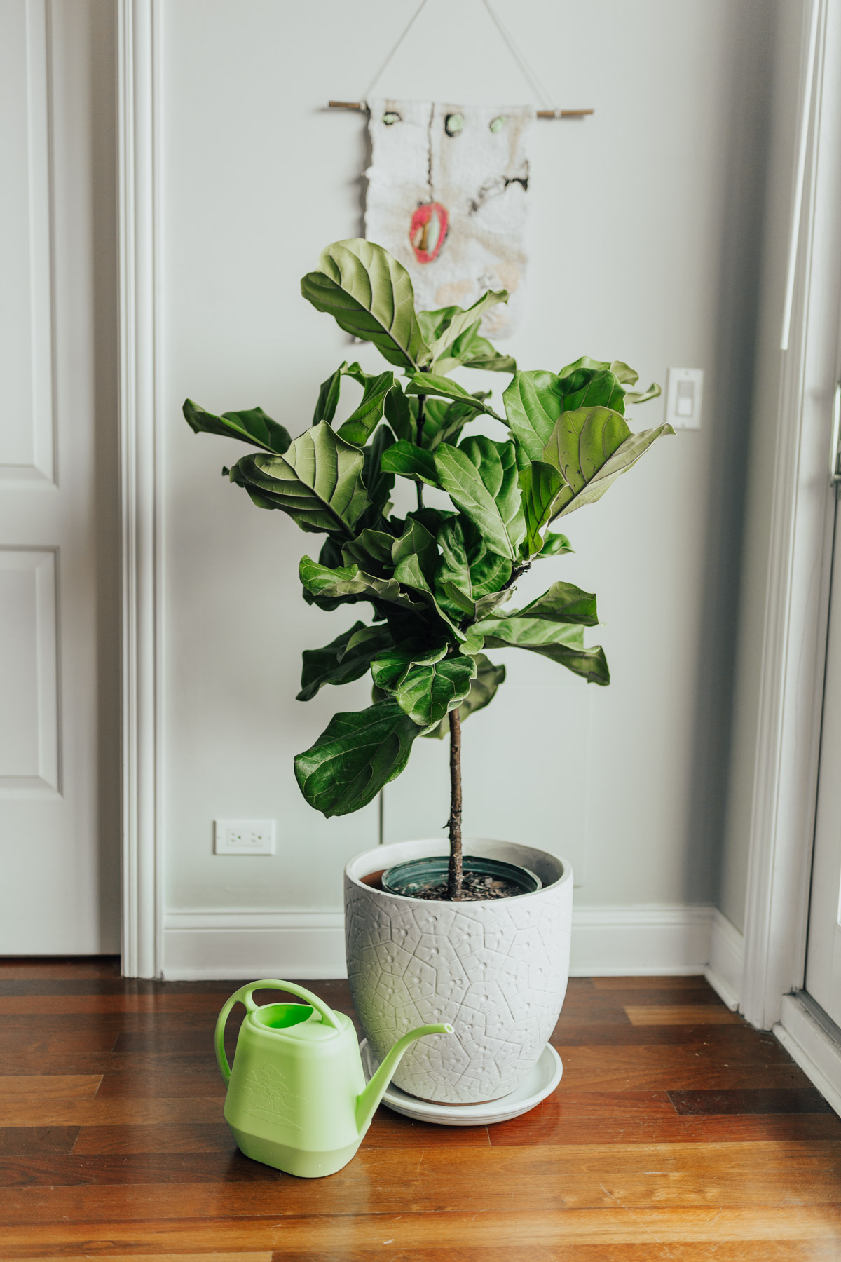 Watering A Fig Tree