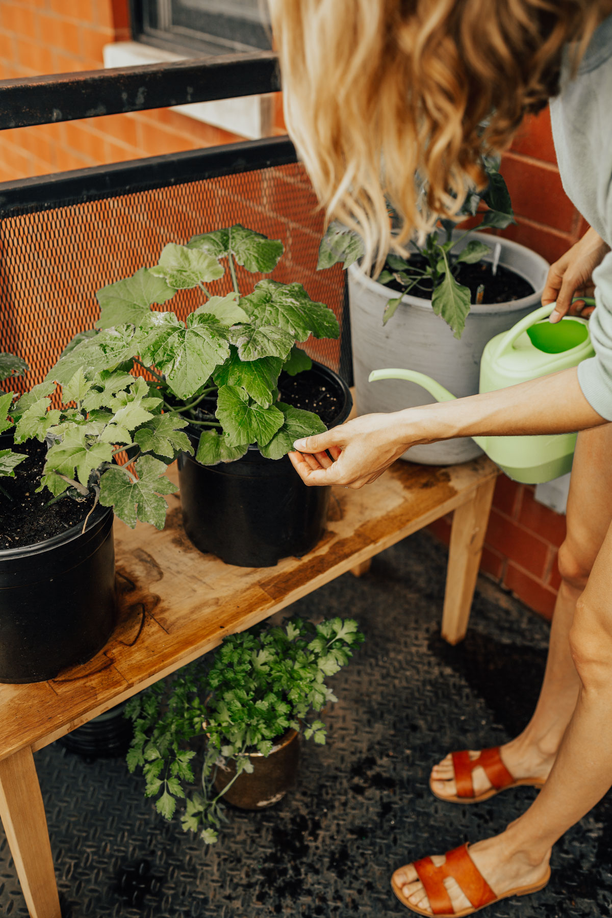 patio garden