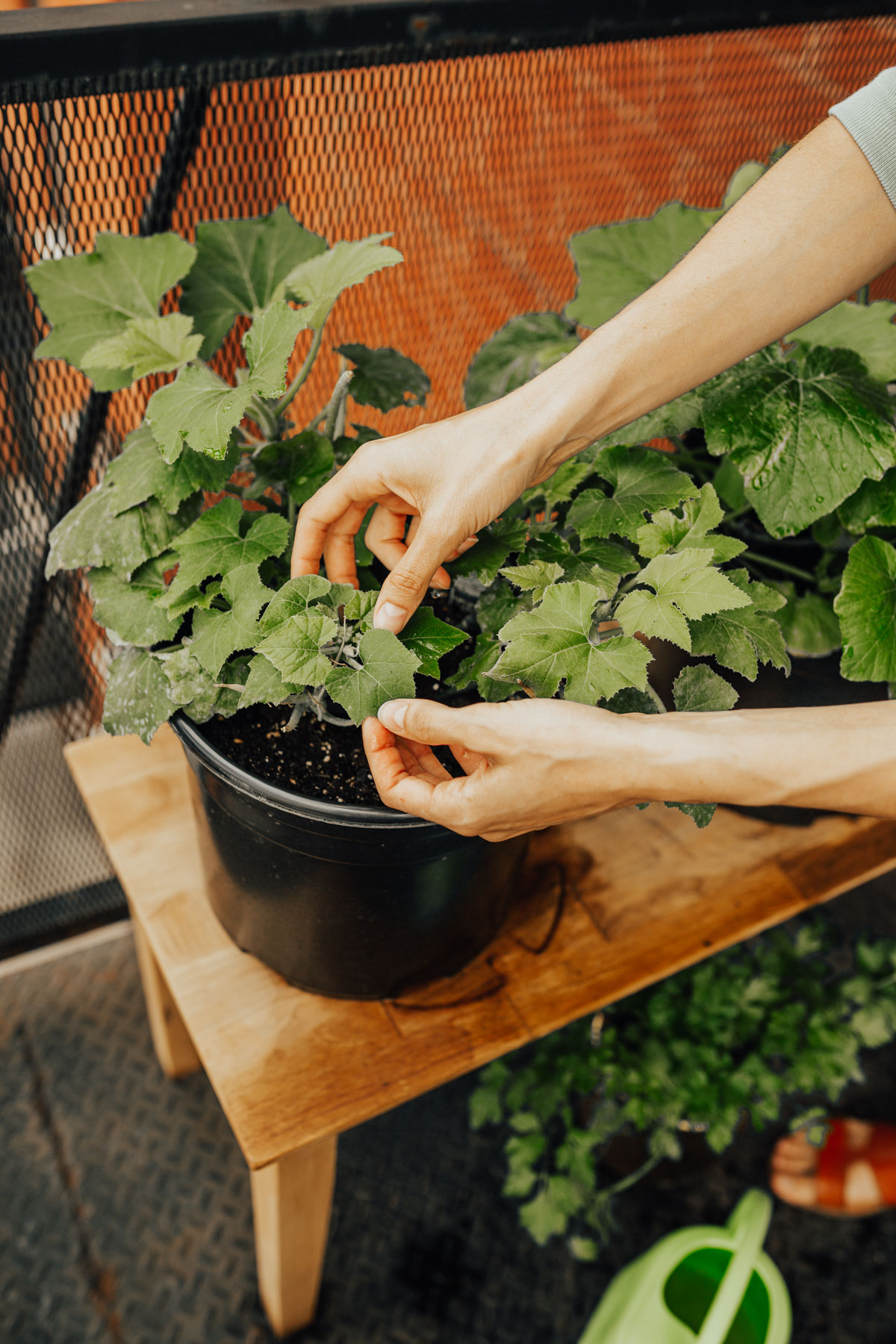 gardening for beginners