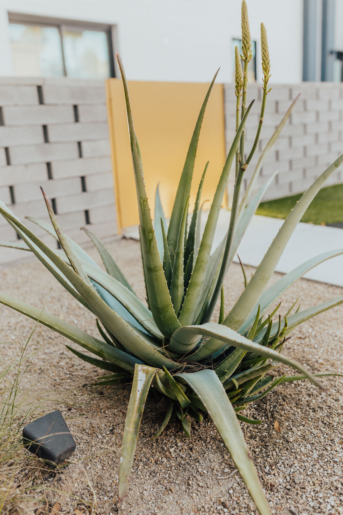 aloe plant