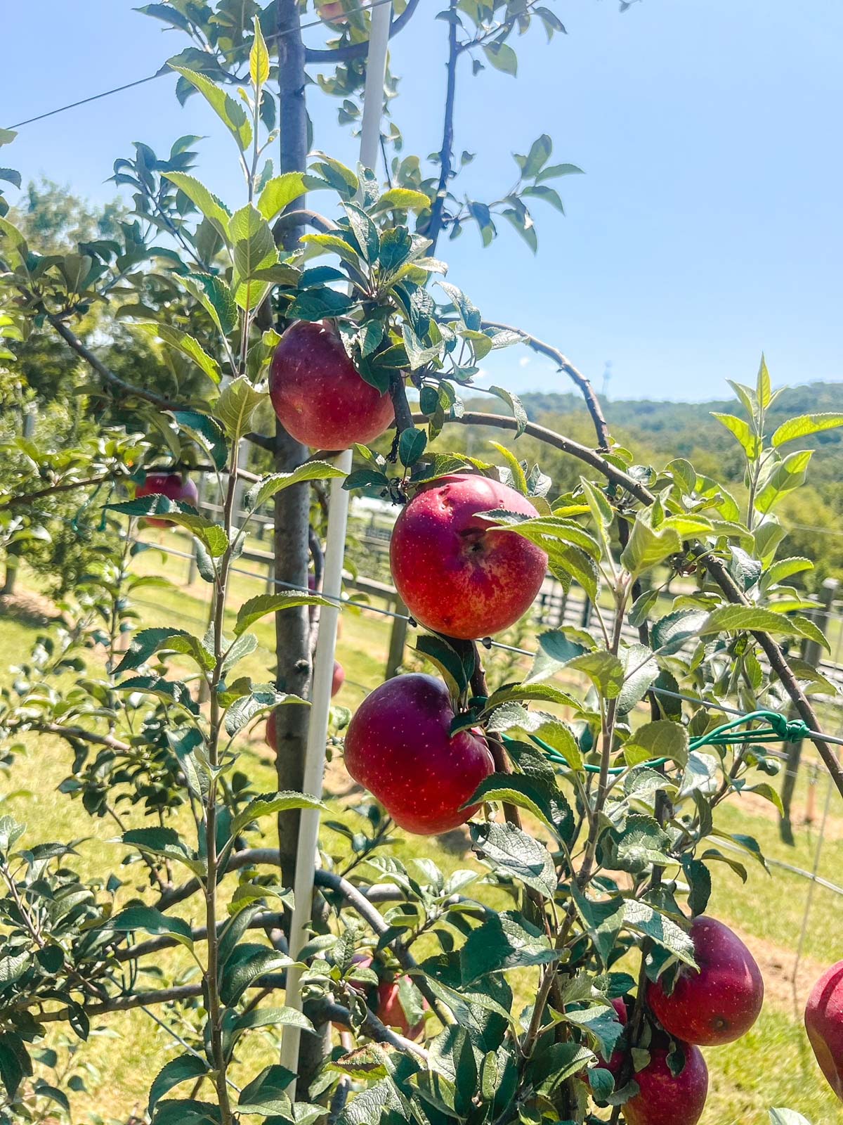 apple orchard at southall